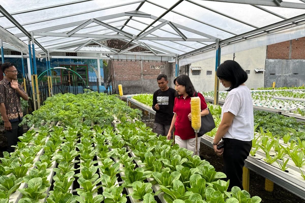 Perwakilan Perhimpunan Hotel Restoran Indonesia Badan Pimpinan Cabang (PHRI BPC) Surakarta meninjau salah satu kebun sayuran hidroponik milik anggota Komunitas Wadah Sayur Indonesia (WSI) di Solo, Jawa Tengah pada Senin (10/11/2024) sore.