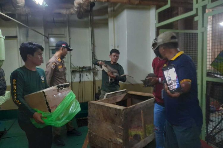 Balai Konservasi Sumber Daya Alam (BKSDA) Baubau berhasil menggagalkan upaya penyeludupan hewan langka diatas kapal Pelni KM Nggapulu, Jumat (19/4/2024). Hewan tersebut ditemukan dalam peti boks di samping kamar mesin KM Nggapulu