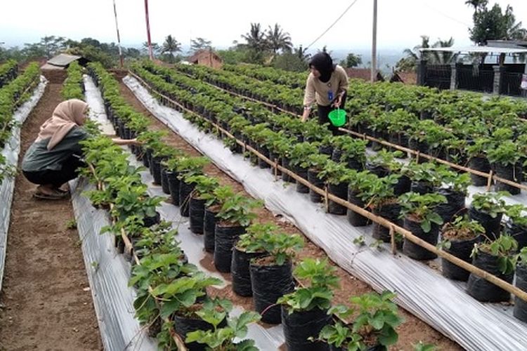 Agrowisata memetik buah stroberi di Oktobery Tasikmalaya