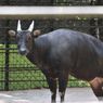 Bobby, Anoa Koleksi Kebun Binatang Surabaya Mati Diduga karena Faktor Usia
