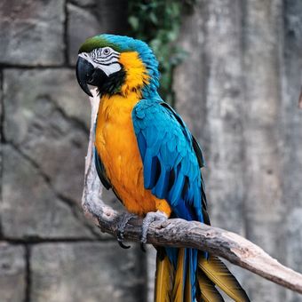 Ilustrasi burung macaw