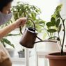 5 Manfaat Propagating Plants atau Memperbanyak Tanaman