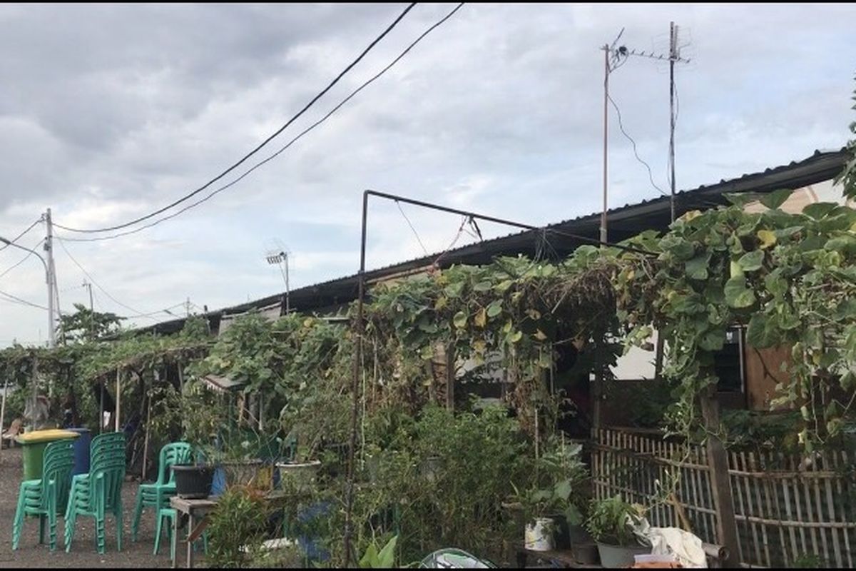 Pekarangan shellter rumah sementara warga Kampung Akuarium, Penjaringan, Jakarta Utara, Kamis (11/4/2019) yang ditanami oleh berbagai tanaman. 