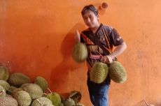 Menikmati Kelezatan Durian Kumbokarno dari Kendal