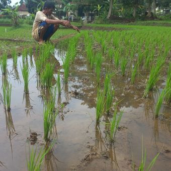 Buruh tani padi di Sumedang tengah melakukan pemeliharaan tanaman padi di wilayah Sumedang kota, Jabar, Selasa (5/3/2024). KOMPAS.com/AAM AMINULLAH