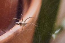 Apakah Laba-laba di Dalam Rumah Bisa Menggigit Kita?