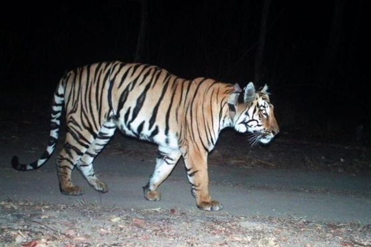 Seekor harimau terpantau berjalan sejauh 1.300 kilometer, melewati dua negara bagian India untuk mencari mangsa dan pasangan.