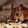 Cara Mencegah Tikus Masuk ke Rumah dengan Wol Baja
