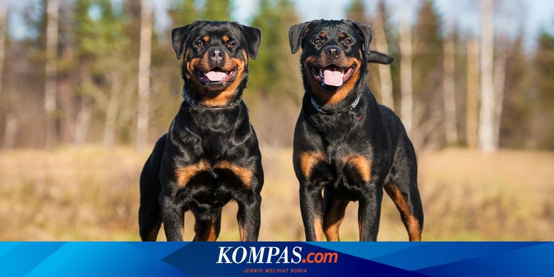 8 Ras Anjing yang Tidak Cocok untuk Anak-anak, Galak dan Bisa Gigit