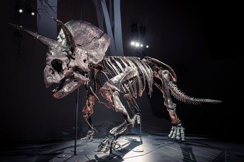 Temuan Fosil Dinosaurus Triceratops Terlengkap Ungkap Kehidupannya di Masa Lalu