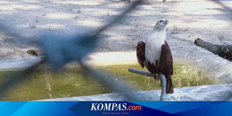Upaya Pelestarian Ini Tahap Rehabilitasi Elang Bondol Di Dki Jakarta Halaman All Kompas Com
