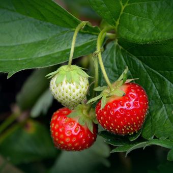 Ilustrasi strawberry atau stroberi, menanam strawberry.