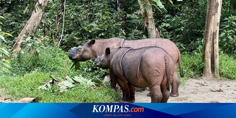 Dua Anjing Pelacak Temukan Jejak Badak Sumatra yang Diduga Hilang