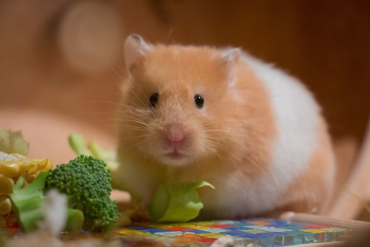 Sayuran segar juga termasuk makanan hamster yang baik untuk dikonsumsi, termasuk brokoli.