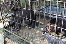 Cari Mangsa di Permukiman, Beruang Madu Hampir Dibunuh Warga