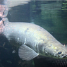 Bagaimana Ikan Arapaima Berkembang Biak?