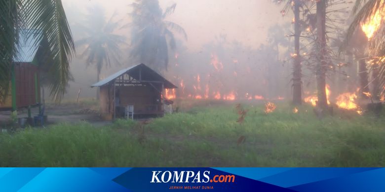 Kebakaran Lahan 30 Hektare di Sumba Timur, 100 Pohon Kelapa Milik Warga Hangus - Vimarsana News