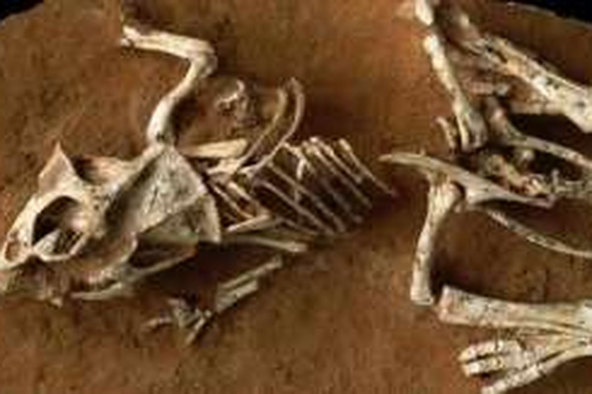 Protoceratops andrewsi.