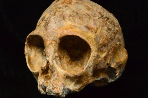 Fosil Baru Mengungkap Wajah Nenek Moyang Manusia dan Kera