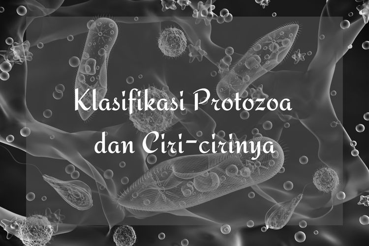 Ilustrasi klasifikasi protozoa, ciri-ciri protozoa