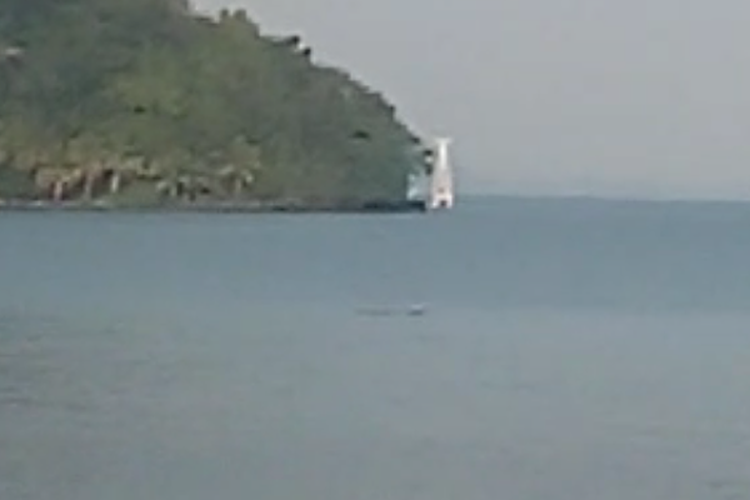 Penampakan buaya di Pantai Carocok, Painan, Sumbar.