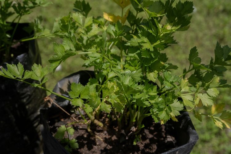 Ilustrasi menanam seledri di polybag. 