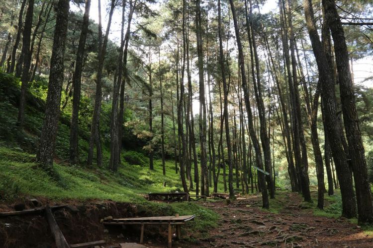 Hutan pinus di Kawasan Curug Nangka, Bogor 