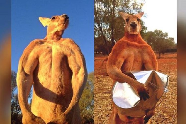 Inilah roger, seekor kanguru yang mencuri perhatian karena badannya yang berotot. Foto kanan ketika Roger meremukkan ember besi.