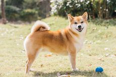 Kerap Dikira Sama, Ini 5 Perbedaan Anjing Akita Inu dan Shiba Inu