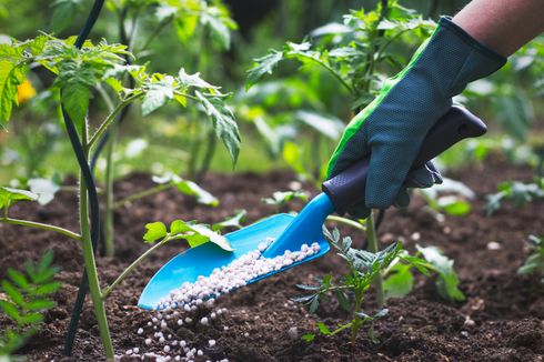 Perbedaan Memberi Pupuk Tanaman di Pot dan Kebun