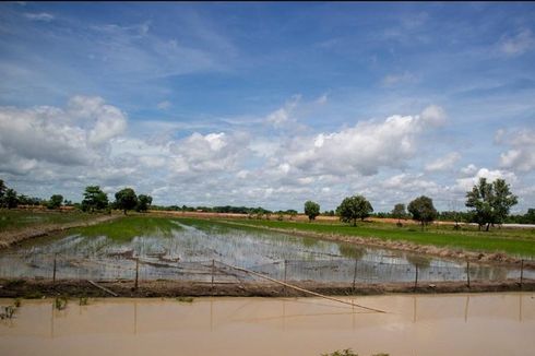 Pemerintah akan Beri Kompensasi Rp 6 Juta kepada Petani Terdampak Banjir