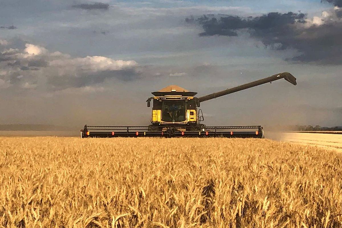 Tanaman gandum di Australia siap dipanen tapi siapa yang akan melakukannya?