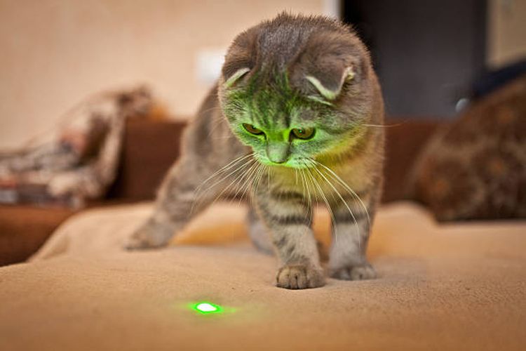 Ilustrasi alasan kucing menyukai laser.