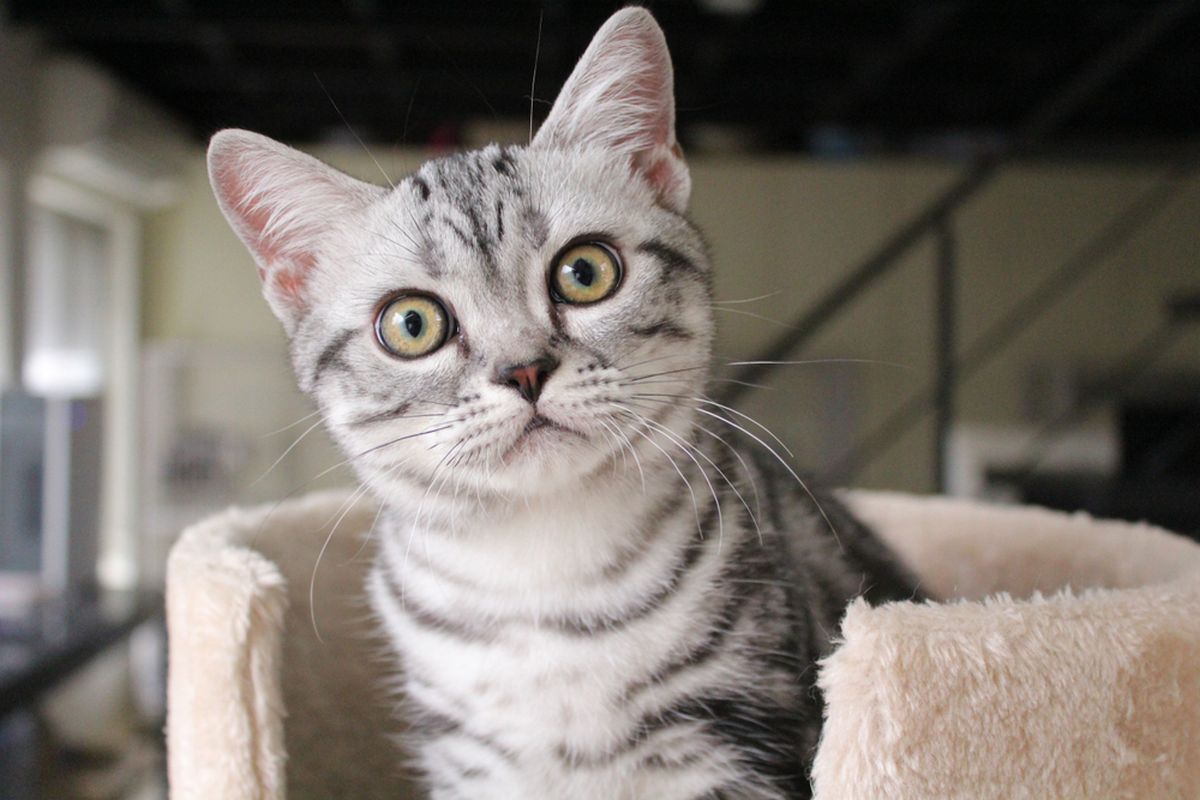 Ilustrasi kucing American Shorthair.