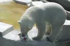 Ini Prediksi Beruang Kutub soal Final Piala Konfederasi 2017
