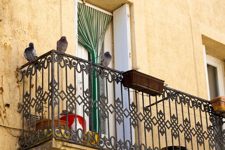 Burung merpati di balkon
