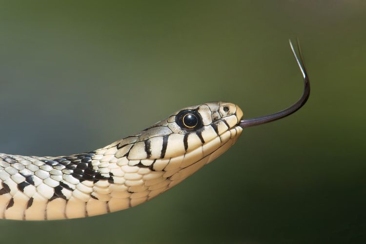 llustrasi ular
