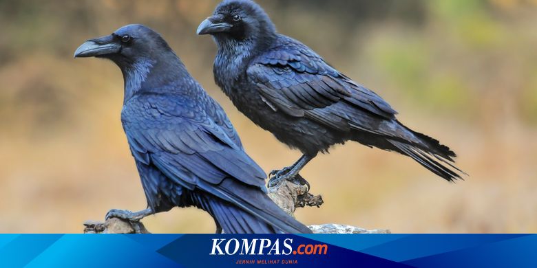 Studi Ungkap Burung Gagak Bisa Menyimpan Dendam Selama Sebulan Halaman ...