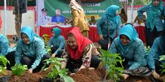 Jaga Ketahanan Pangan, Mbak Ita dan TP-PKK Semarang Ajak Masyarakat Tanam Selada dan Cabai