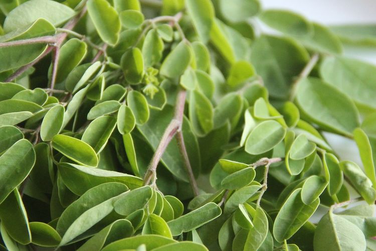 Ilustrasi daun kelor. 