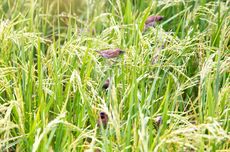 Mudah, Begini Cara Membuat Perangkap Burung Sawah