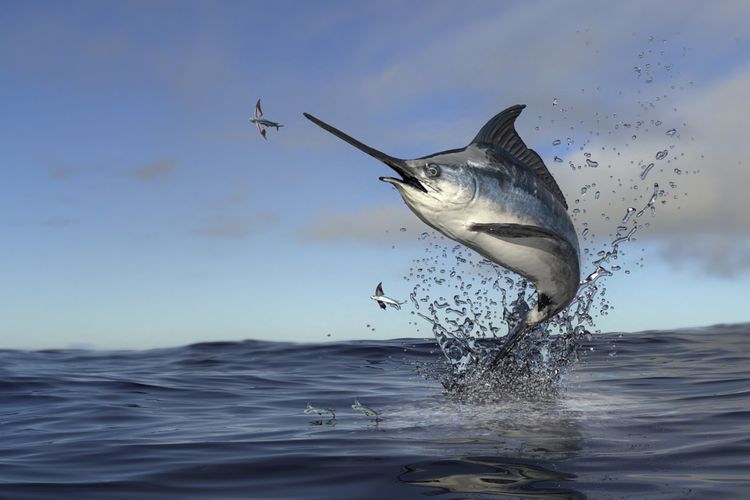 Ikan marlin, nelayan di Pamekasan ditabrak ikan marlin