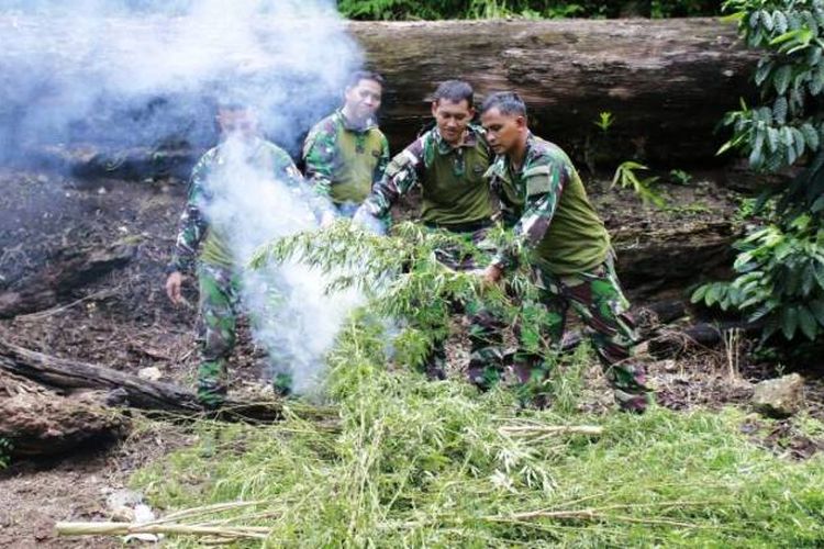 (Foto dokumen Kodim 0116 Nagan Raya ) Prajurit TNI dari Kodim  0116 Nagan Raya melakukan pemusnahan tanaman ganja langsung dilokasidengancara dibakar, Sabtu (29/04/17)