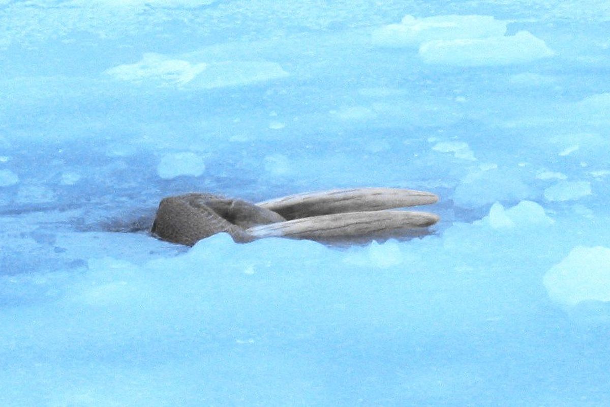 Walrus sedang bersantai di Alaska