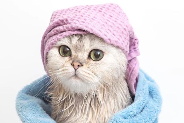 ilustrasi kucing mandi, 5 tips mencegah kutu pada anak kucing