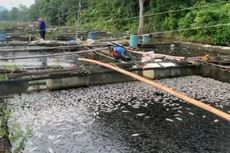Terungkap Penyebab 20 Ton Ikan Nila di Kalsel Mati Mendadak