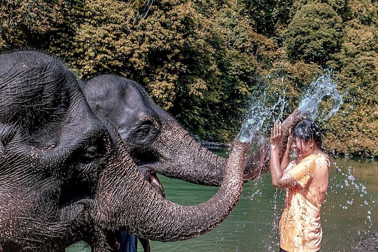 Bertemu gajah di wisata Tangkahan, Sumatera Utara
