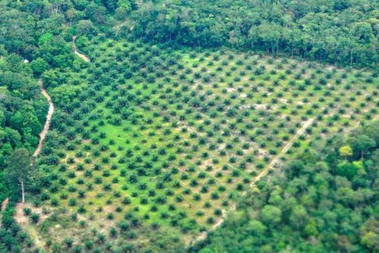 Pembukaan lahan hutan untuk dijadikan perkebunan kelapa sawait di dekat Kota Jambi, Jambi, Senin (12/11/2012). Dalam dua dekade terakhir luas hutan di Provinsi Jambi menyusut dari 2,4 juta hektar menjadi 1,3 juta hektar. Penyebab penyusutan terbesar karena konversi lahan menjadi perkebunan sawit dan karet.

