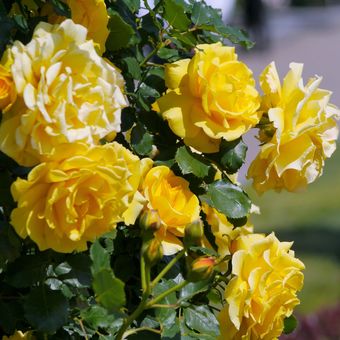 Ilustrasi bunga mawar kuning.