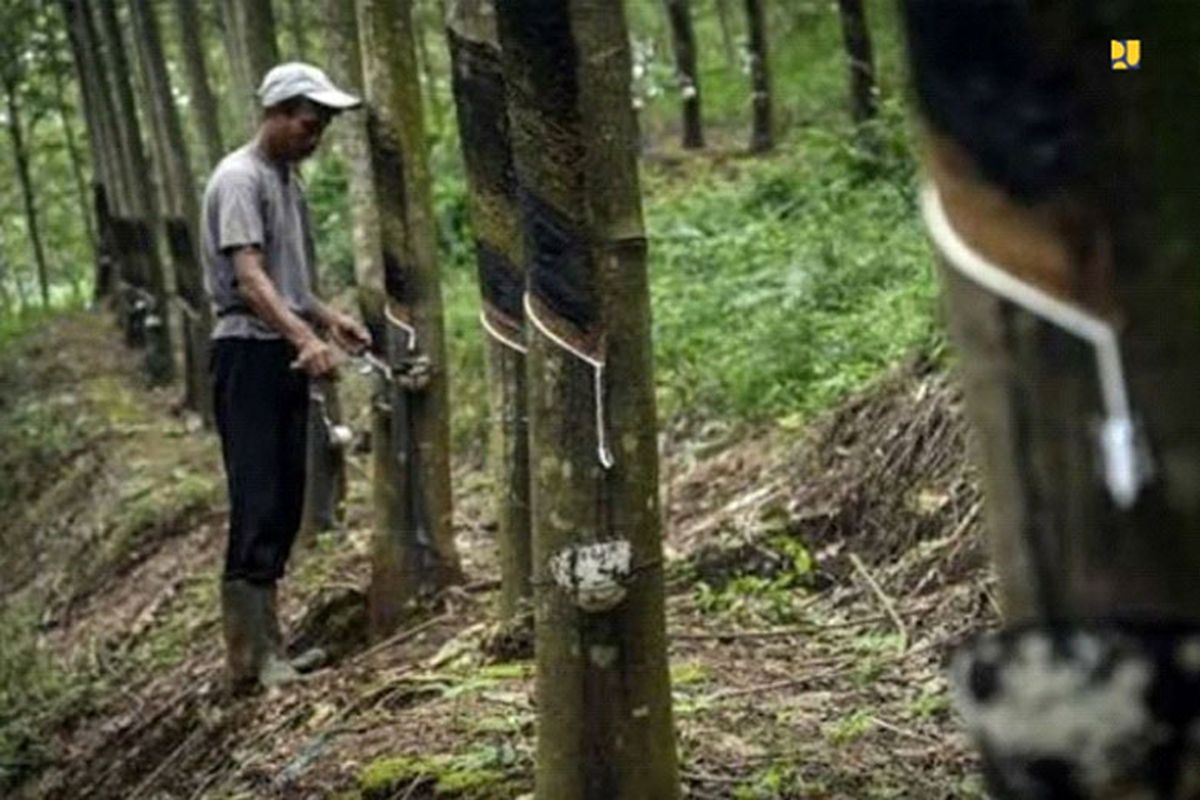 Pembelian dari petani karet untuk mendukung perbaikan ekonomi nasional. 